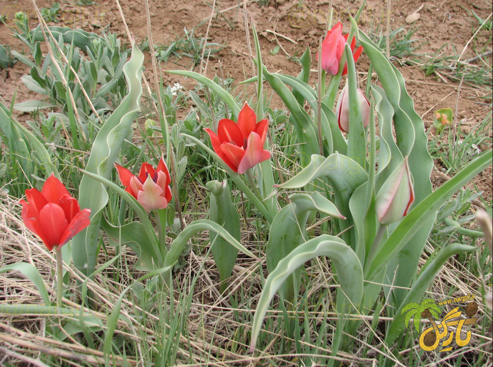 Tulipa hoogiana